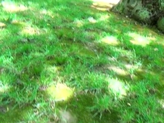 Full Woods