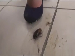 SQUISHING NEMO