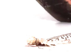 Anya locust wedges